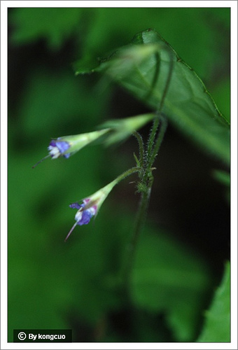 37.報春花科假報春屬北京假報春