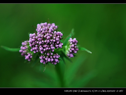 32.敗醬科纈草屬纈草