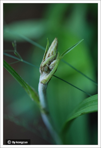38.百合科藜蘆屬藜蘆