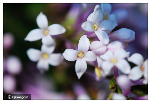 31.木犀科丁香屬毛葉丁香3