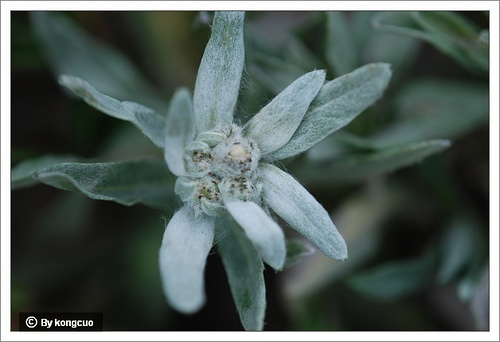 35.菊科火絨草屬絹茸火絨草