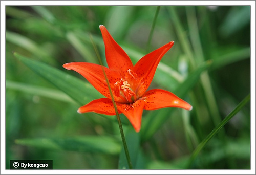 45.百合科百合屬有斑百合2