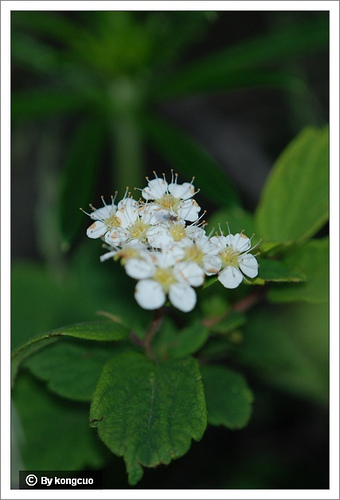 49.薔薇科繡線菊屬土莊繡線菊