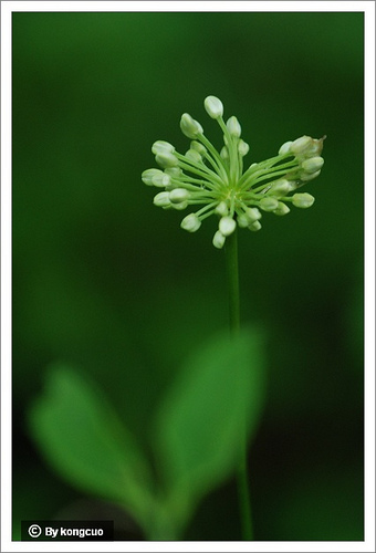 42.百合科蔥屬?ge蔥