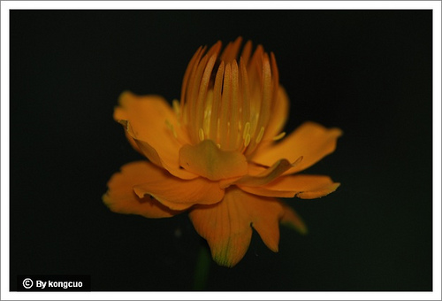 54.毛茛科金蓮花屬金蓮花1