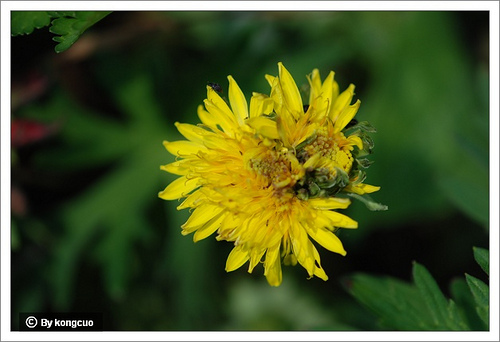 59.菊科蒲公英屬蒲公英