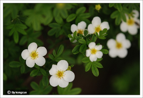 56.薔薇科委陵菜屬銀露梅