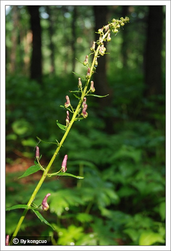 58.毛茛科烏頭屬高烏頭1