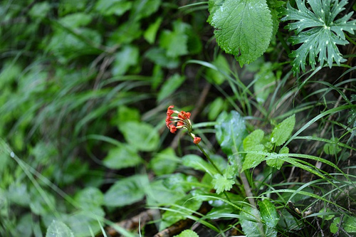 53.報春花科報春花屬胭脂花（炸魚拍攝）