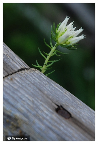 64.景天科紅景天屬小叢紅景天