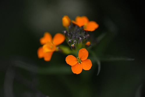 67.十字花科糖芥屬糖芥（炸魚拍攝）