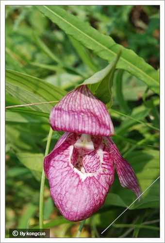 68.蘭科杓蘭屬大花杓蘭（大口袋花）1