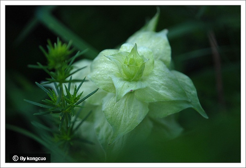 62.唇形科筋骨草屬白苞筋骨草