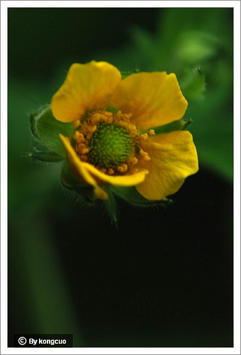 75.薔薇科水楊梅屬（路邊青屬）水楊梅（路邊青）1