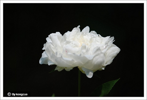 76.芍藥科芍藥屬芍藥（白芍）