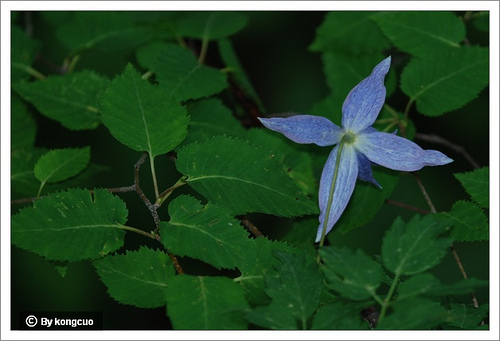 74.毛茛科鐵線蓮屬半鐘鐵線蓮