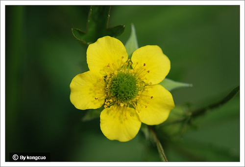 75.薔薇科水楊梅屬水楊梅（路邊青）2