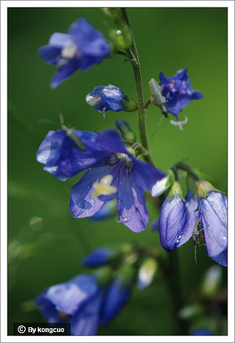 78.花?科花?屬花?