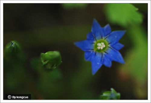 72.龍膽科龍膽屬鱗葉龍膽1