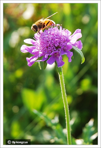 86.川續(xù)斷科藍(lán)盆花屬華北藍(lán)盆花