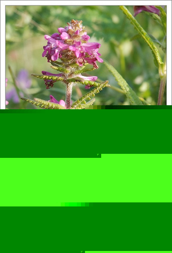 83.玄參科馬先蒿屬穗花馬先蒿