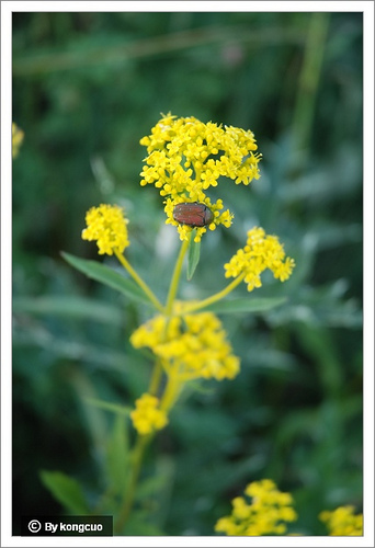85.敗醬科敗醬屬黃花龍牙
