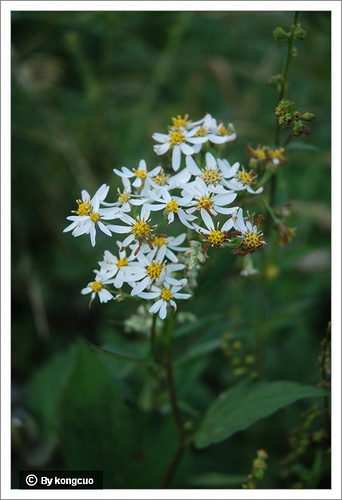 89.菊科東風(fēng)菜屬東風(fēng)菜
