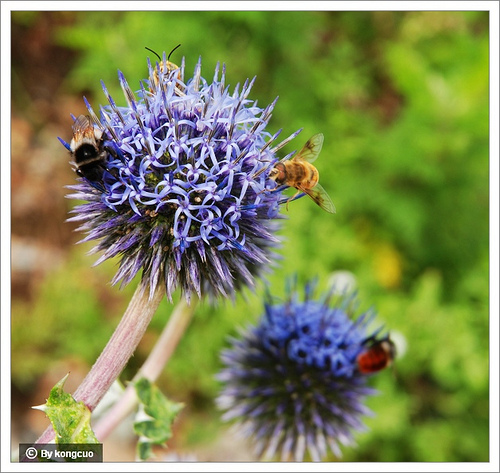 92.菊科藍刺頭屬藍刺頭