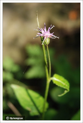 90.菊科風毛菊屬
