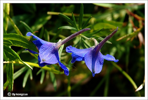 98.毛茛科翠雀屬翠雀