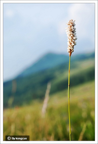 96.蓼科蓼屬拳蓼