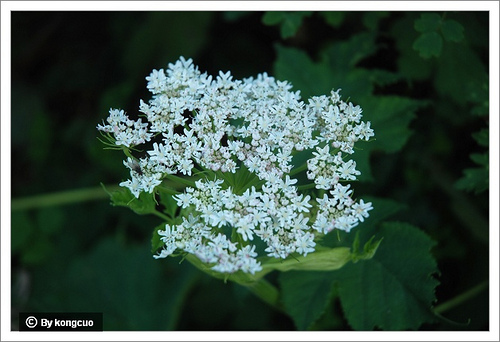 102.傘形科獨活屬短毛獨活