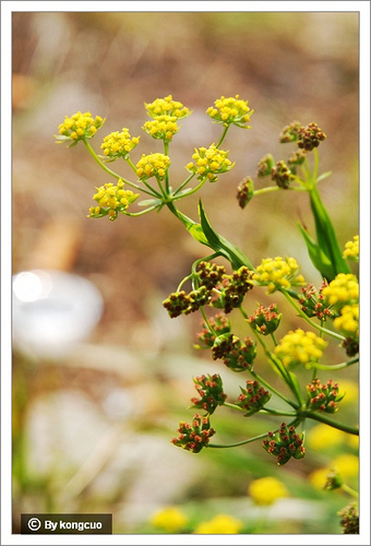 101.傘形科柴胡屬小柴胡