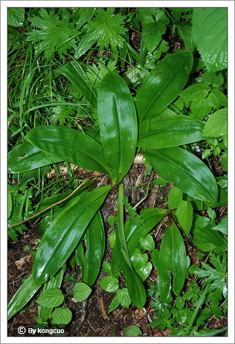 114.某種蘭科，花都被干掉了