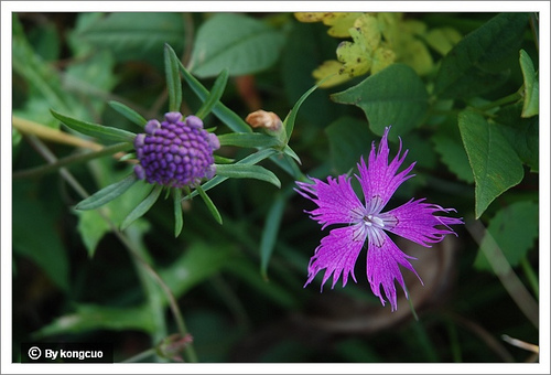 104.石竹科石竹屬石竹