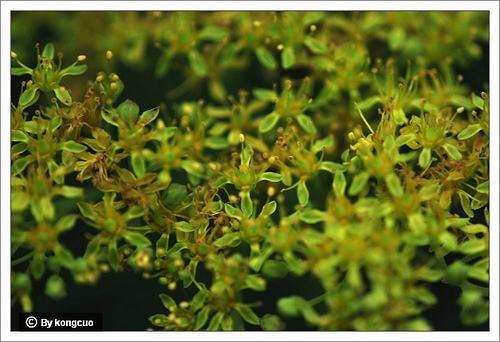 107.景天科紅景天屬狹葉紅景天