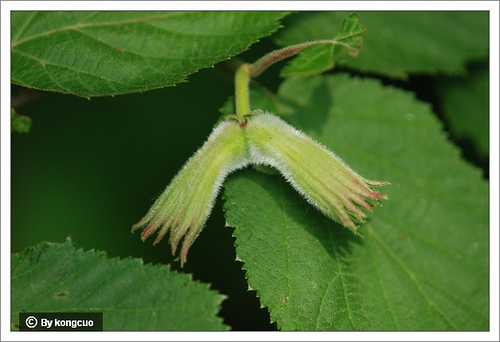 113.樺木科榛屬毛榛
