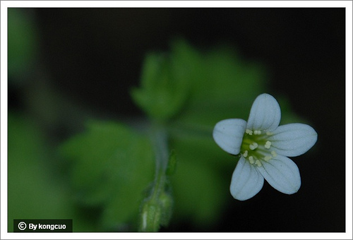 105.虎耳草科虎耳草屬球莖虎耳草