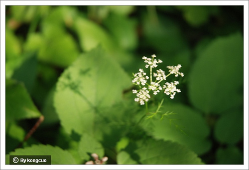 103.傘形科防風屬防風