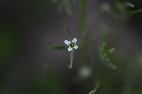 115（炸魚拍攝）