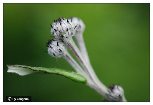 106 .菊科風毛菊屬