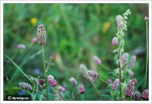 100.薔薇科地榆屬地榆