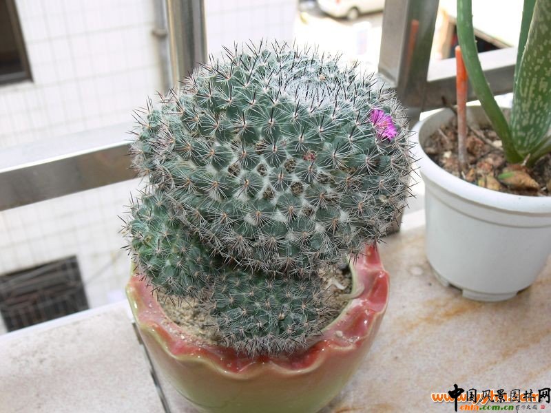 ������������B(y��ng)ֳ�B(y��ng)�o(h��)��������