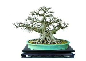 �������L(f��ng)�ơ�