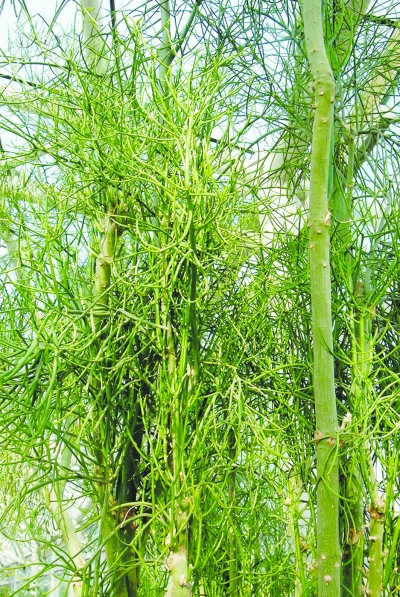 ��ԛQ�ġ������ ֲ��@��Ҳ�С������ 