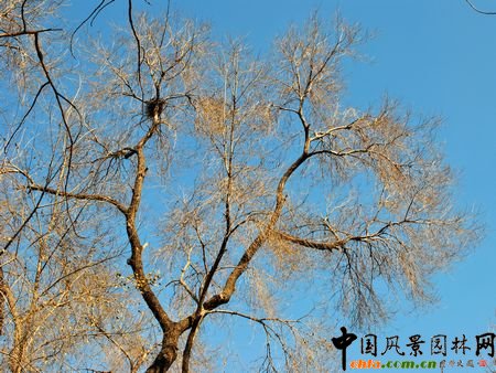 園林樹木冬態識別