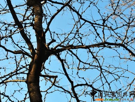 華北地區常見樹木的冬態識別