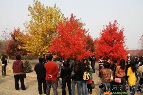 �׌ò�ɫֲ�ﾰ�^Փ���߽��Kʡ�׌á����ʡ��_��������ɫֲ�ﾰ�^ˇ�g�OӋ��ِ�C����Y�ɹ��e��