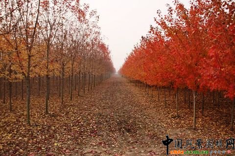 �׌ò�ɫֲ�ﾰ�^Փ���߽��Kʡ�׌á����ʡ��_��������ɫֲ�ﾰ�^ˇ�g�OӋ��ِ�C����Y�ɹ��e��