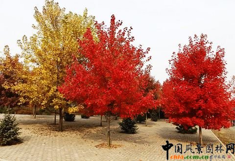 �@�^���ڼt�~�е���t��